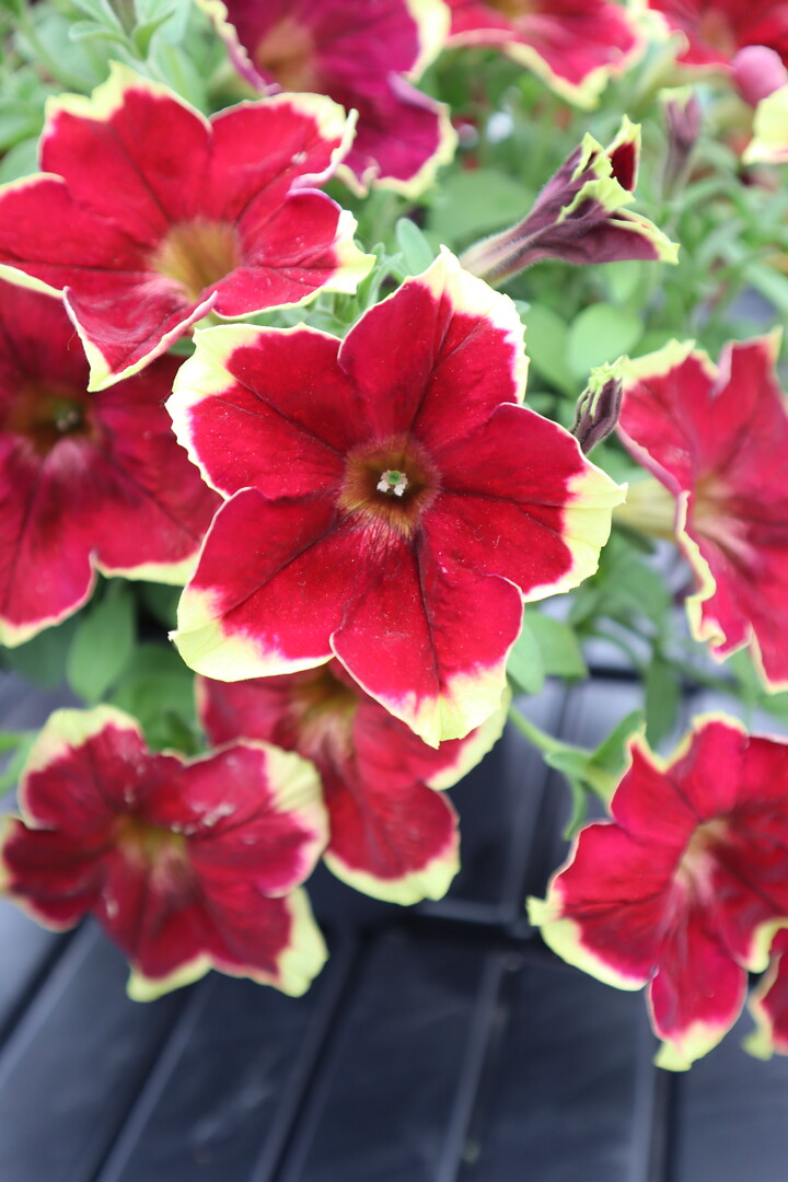 Petunia hybrid Surfinia® Burgundy Yellow Picotee