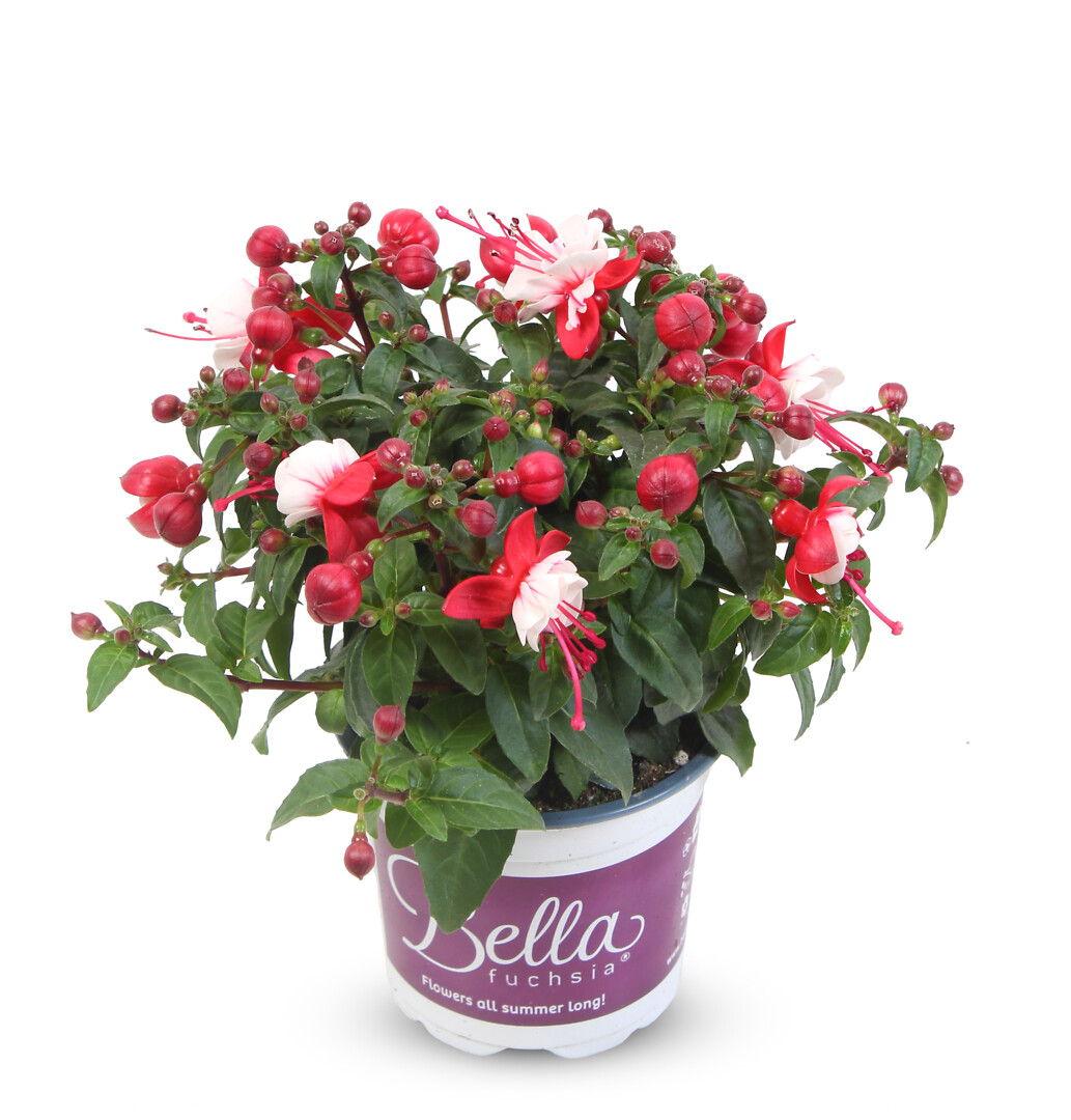 Fuchsia hybrid Bella Fuchsia® Camilla