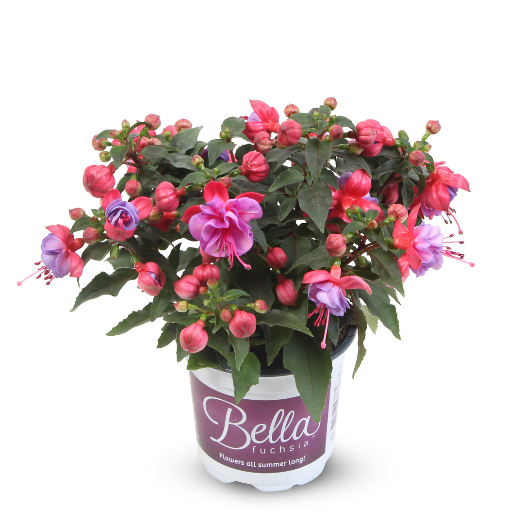 Fuchsia hybrid Bella Fuchsia® Ella