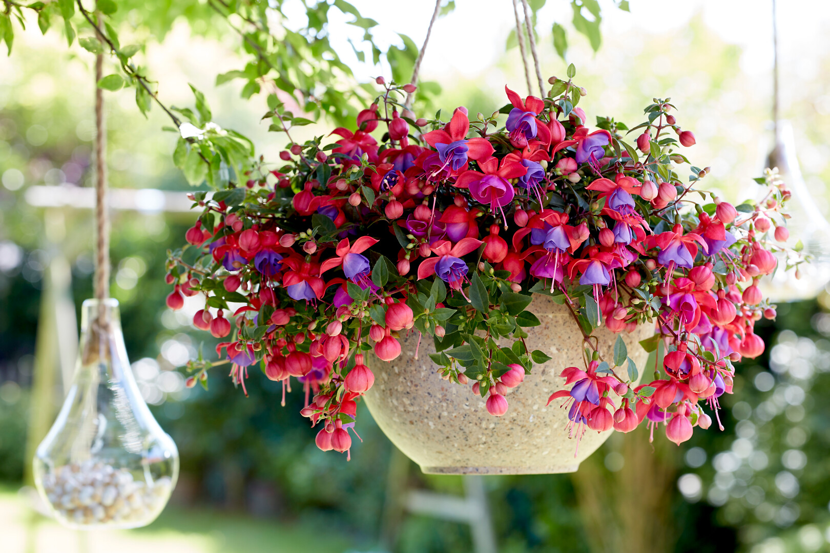 Fuchsia hybrid Bella Fuchsia® Maria