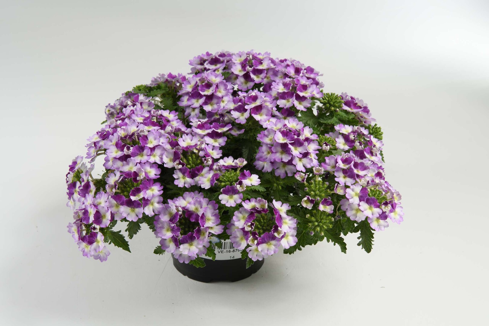Verbena hybrida Vanessa™ Compact Bicolor Purple
