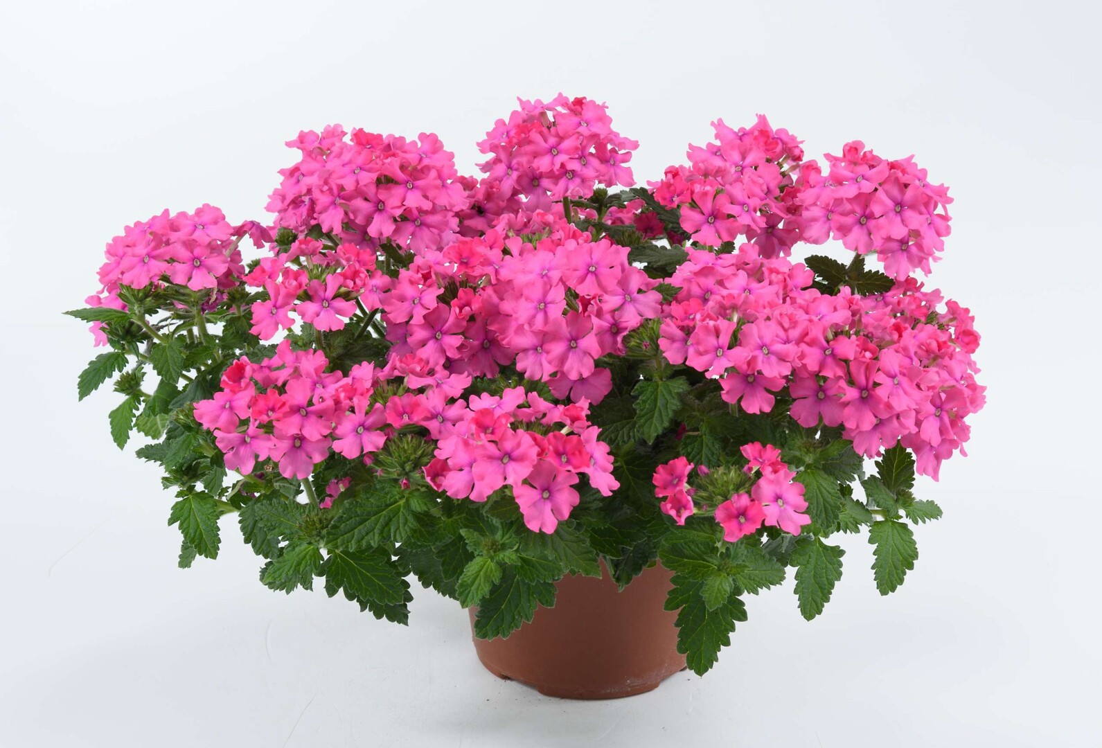 Verbena hybrida Vanessa™ Compact Deep Pink
