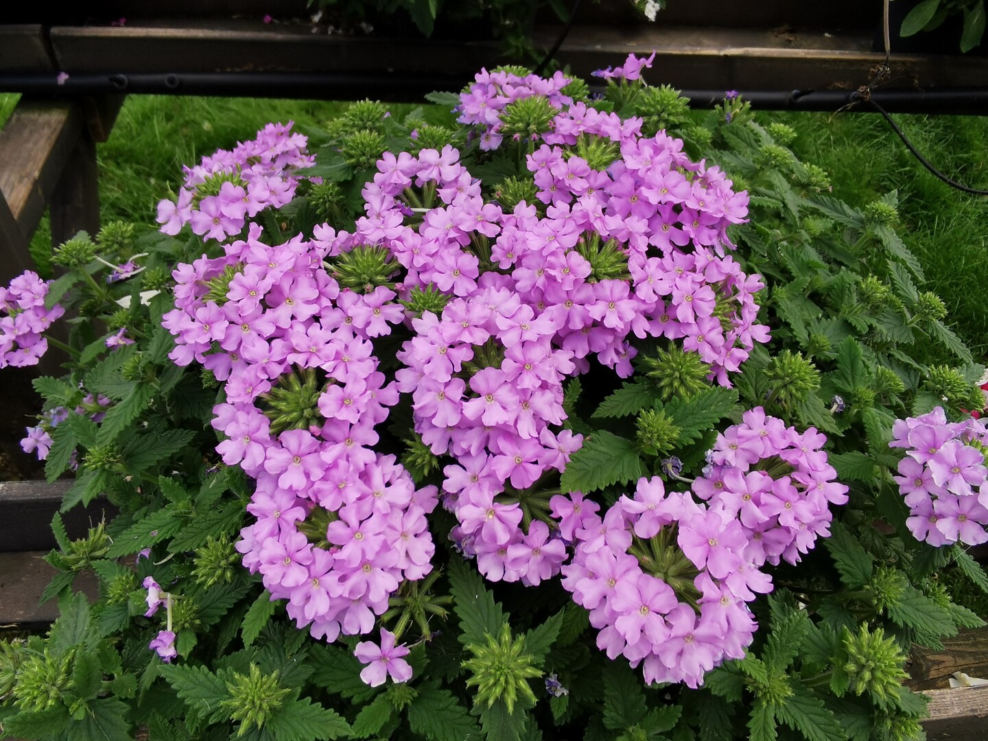 Verbena hybrida Vanessa™ Compact Lavender