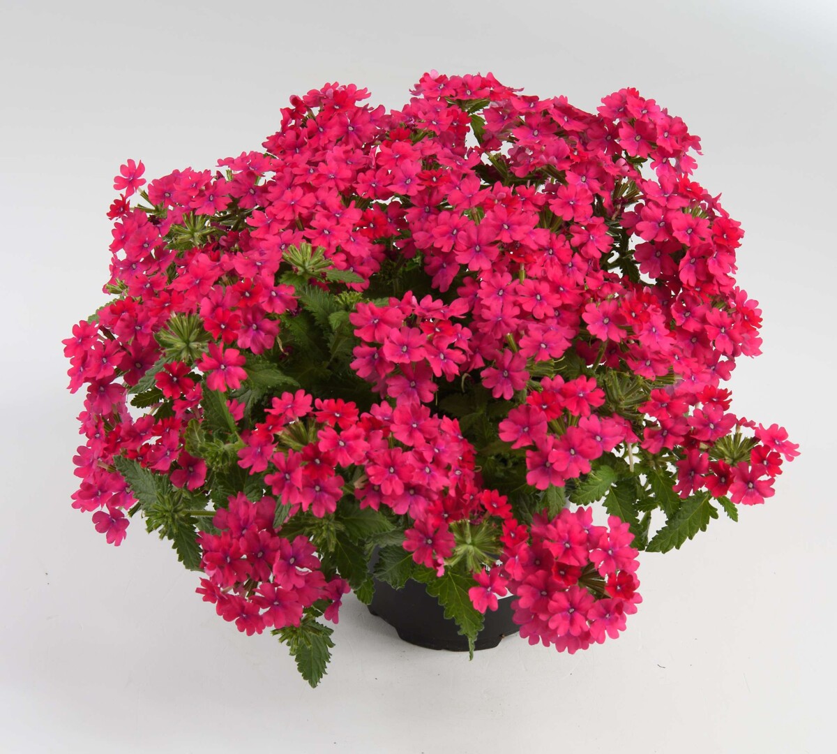 Verbena hybrida Vanessa™ Compact Neon Pink