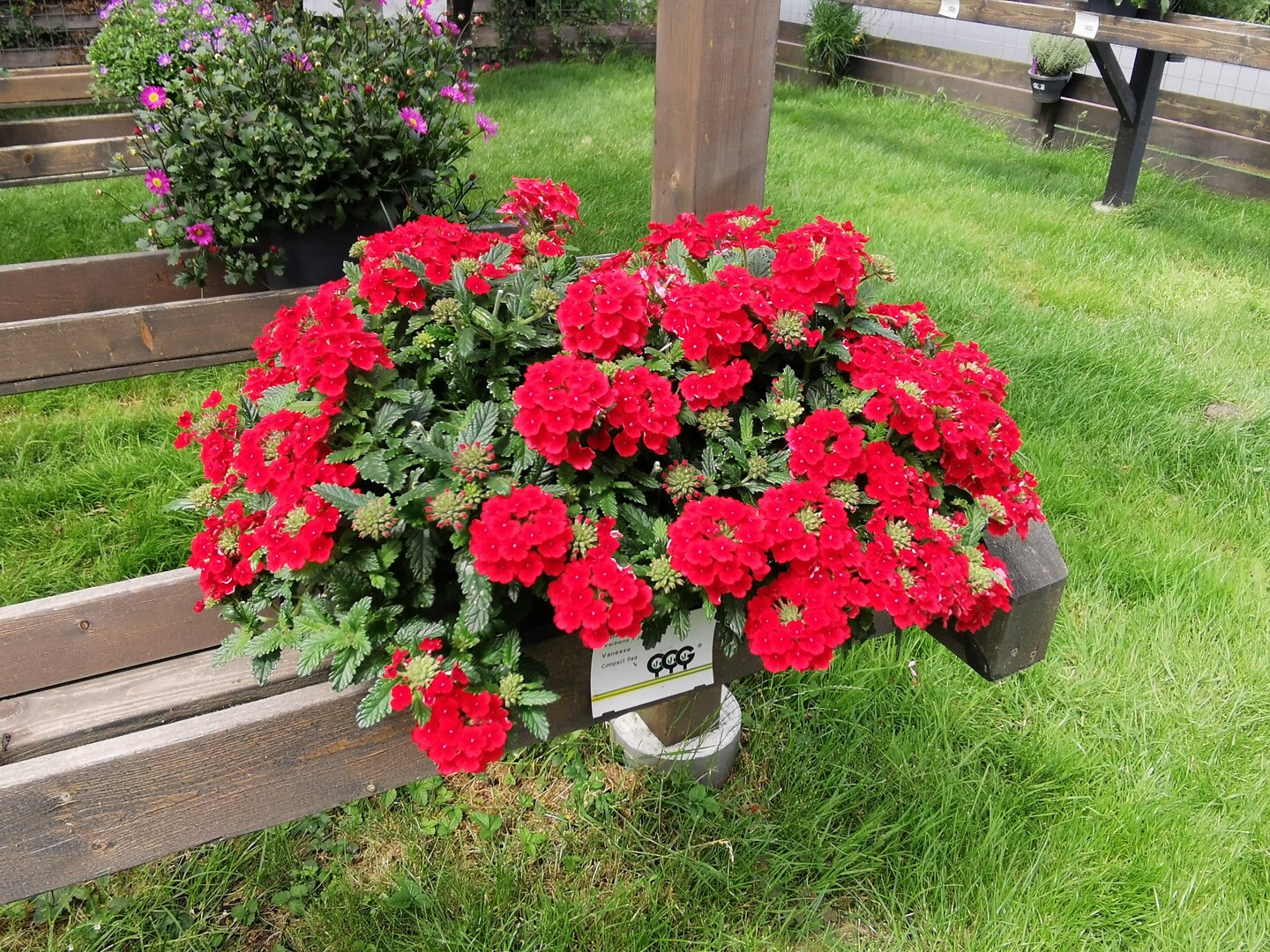 Verbena hybrida Vanessa™ Compact Red