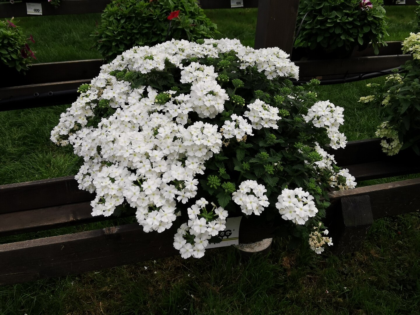 Verbena hybrida Vanessa™ Compact White