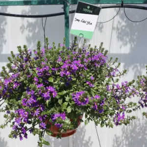 Scaevola aemula Surdiva® Deep Violet Blue