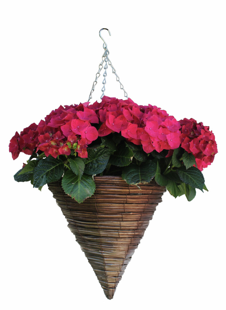 Rottinkiamppeli kartio ø 35 cm