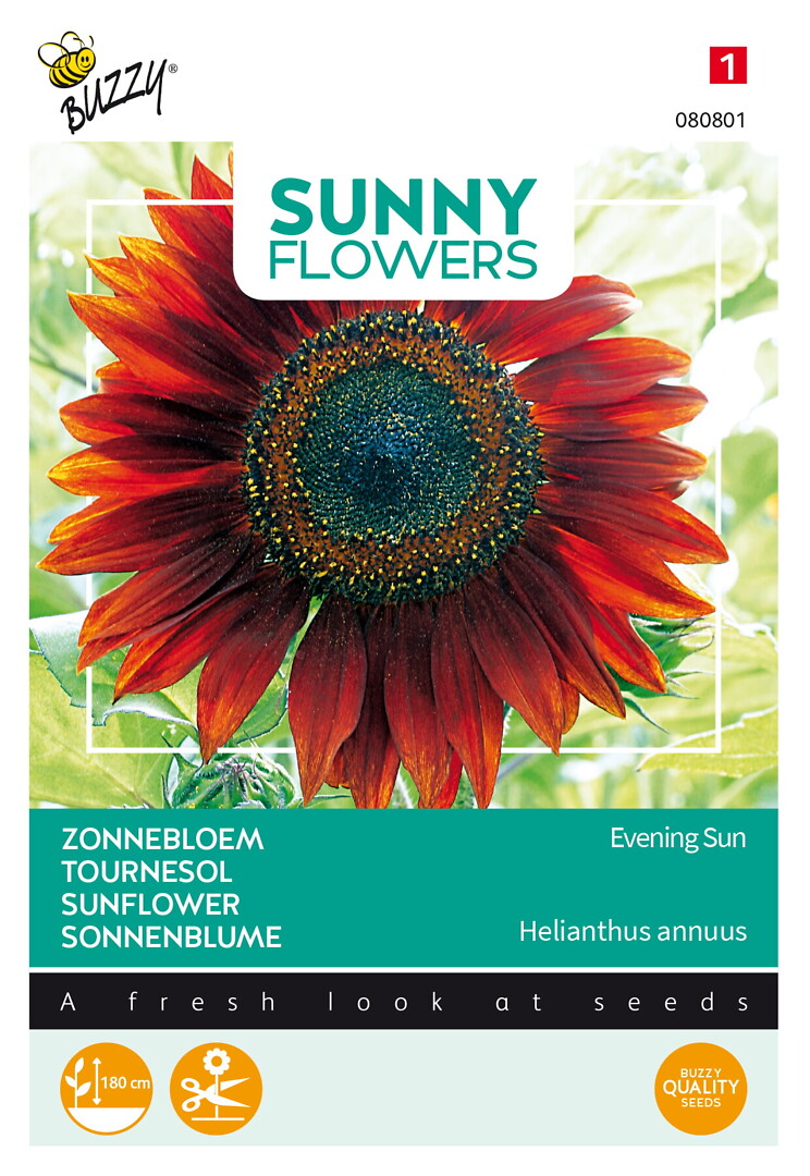 Sunny Flowers auringonkukka Evening Sun