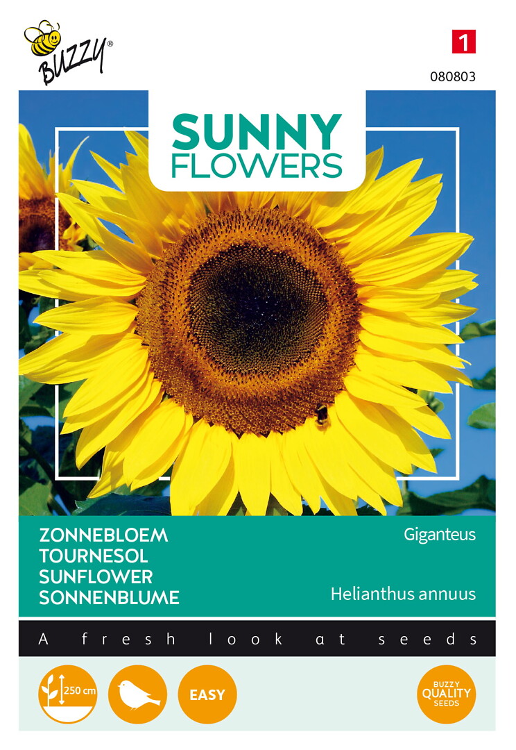 Sunny Flowers auringonkukka Giant Giganteus