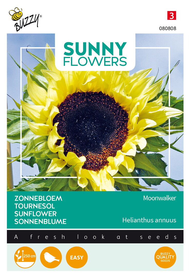 Sunny Flowers auringonkukka Moonwalker