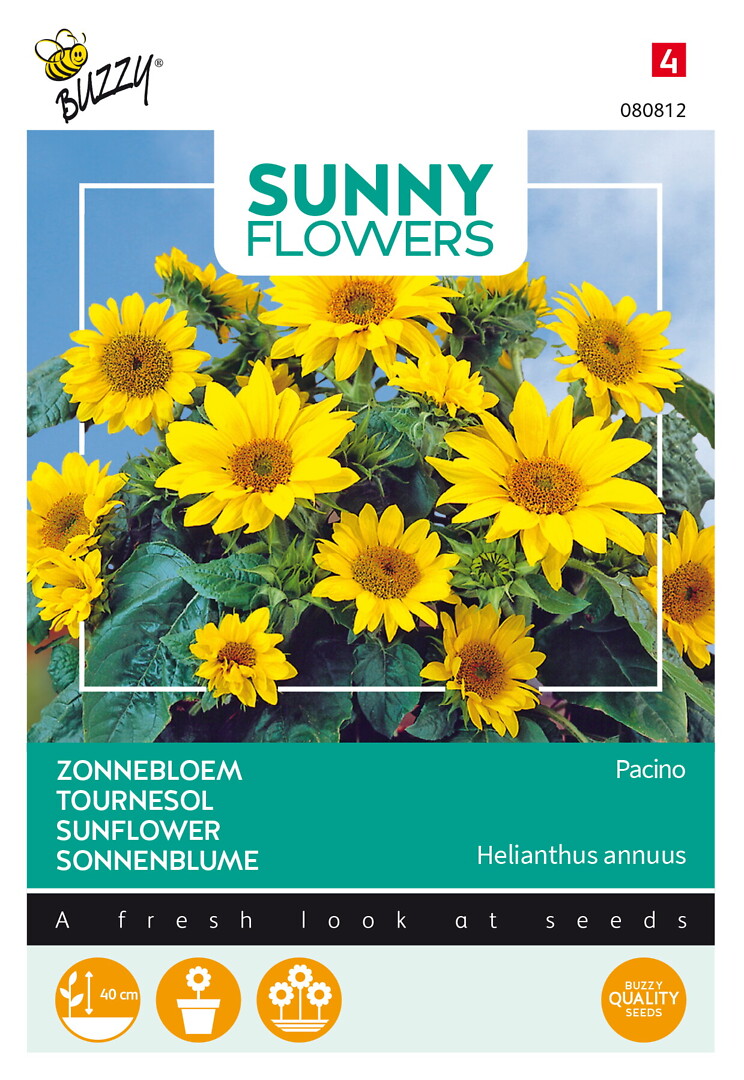 Sunny Flowers auringonkukka Pacino