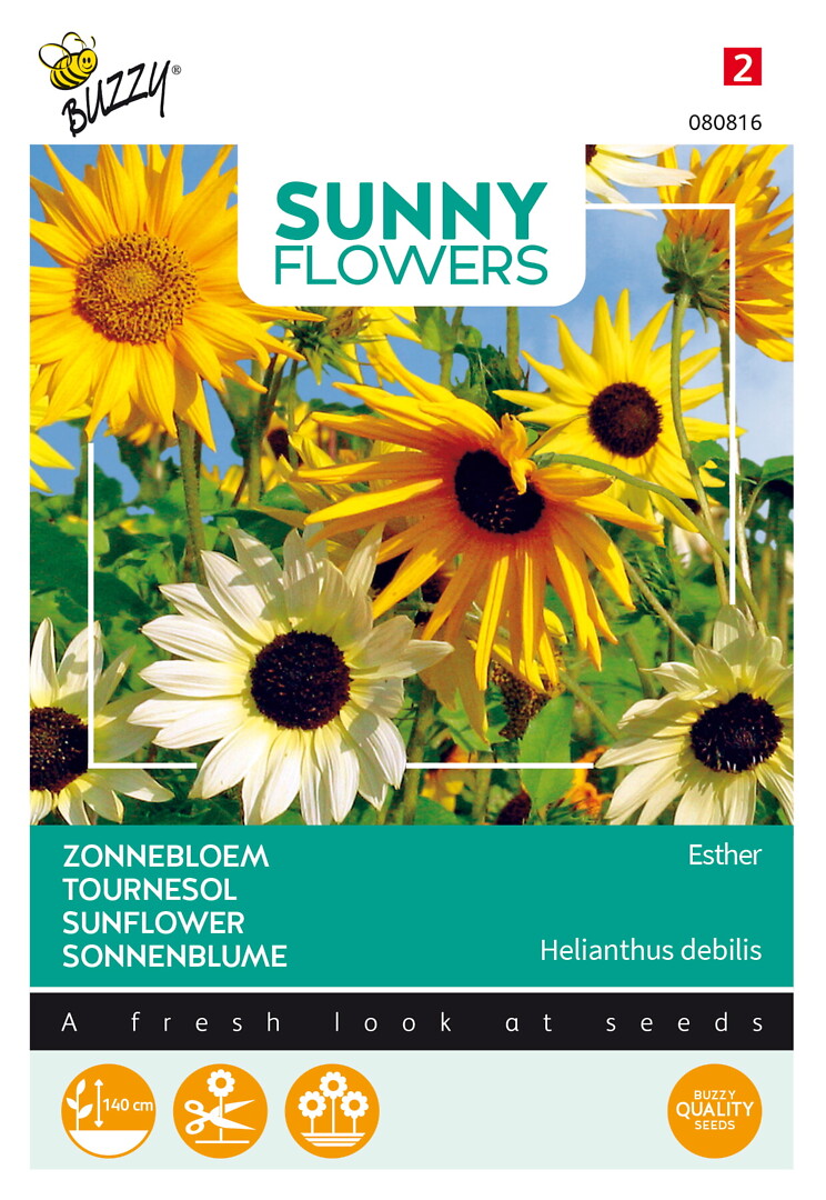Sunny Flowers ranta-auringonkukka Esther