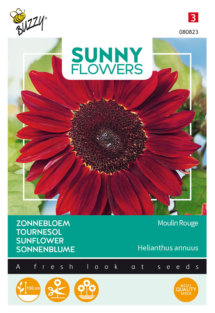 Sunny Flowers auringonkukka Moulin Rouge