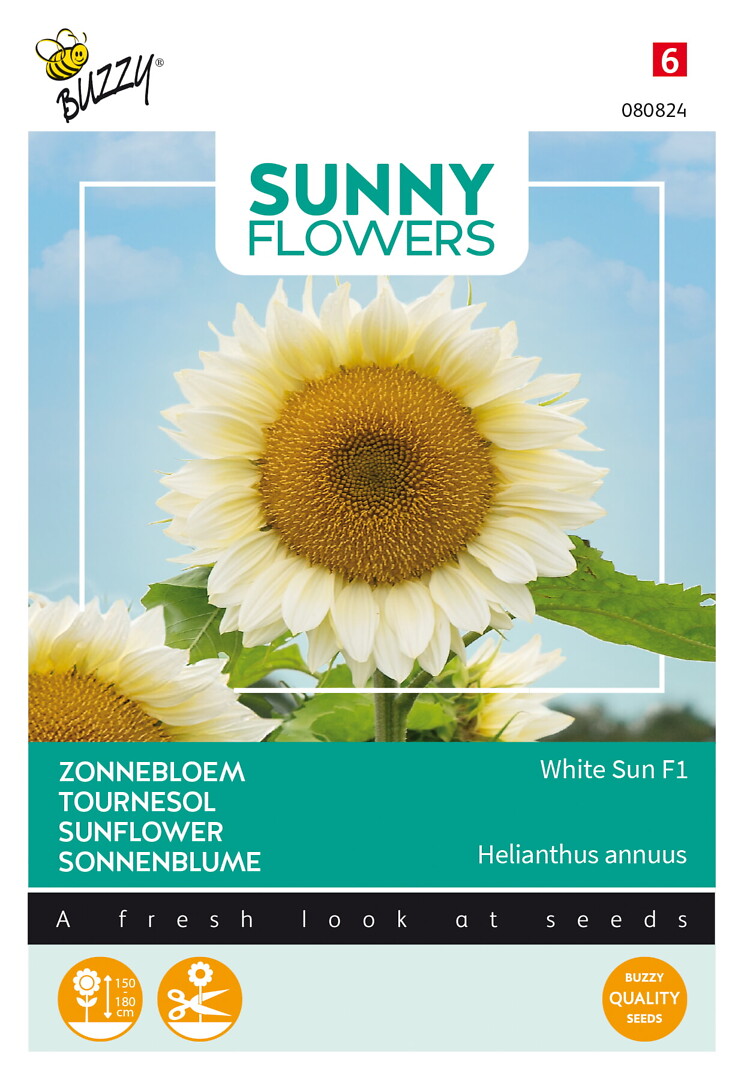 Sunny Flowers auringonkukka White Sun F1