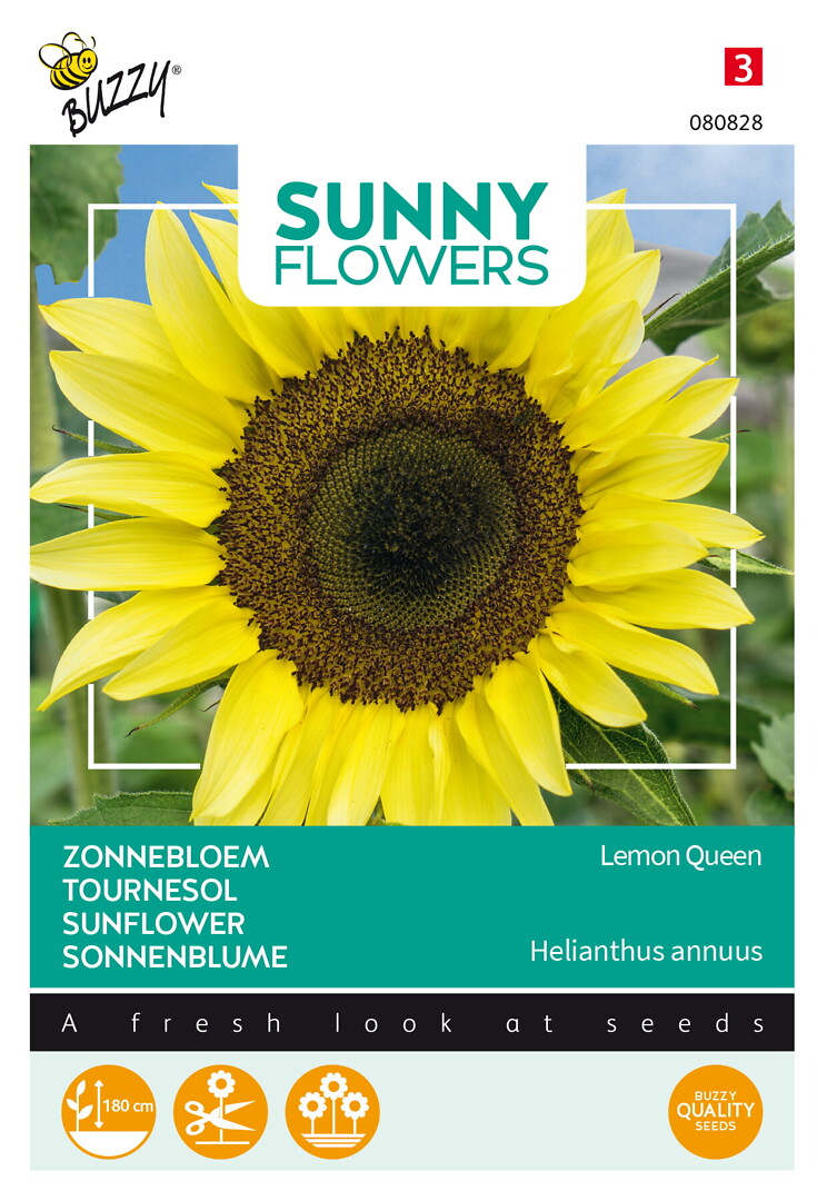 Sunny Flowers auringonkukka Lemon Queen