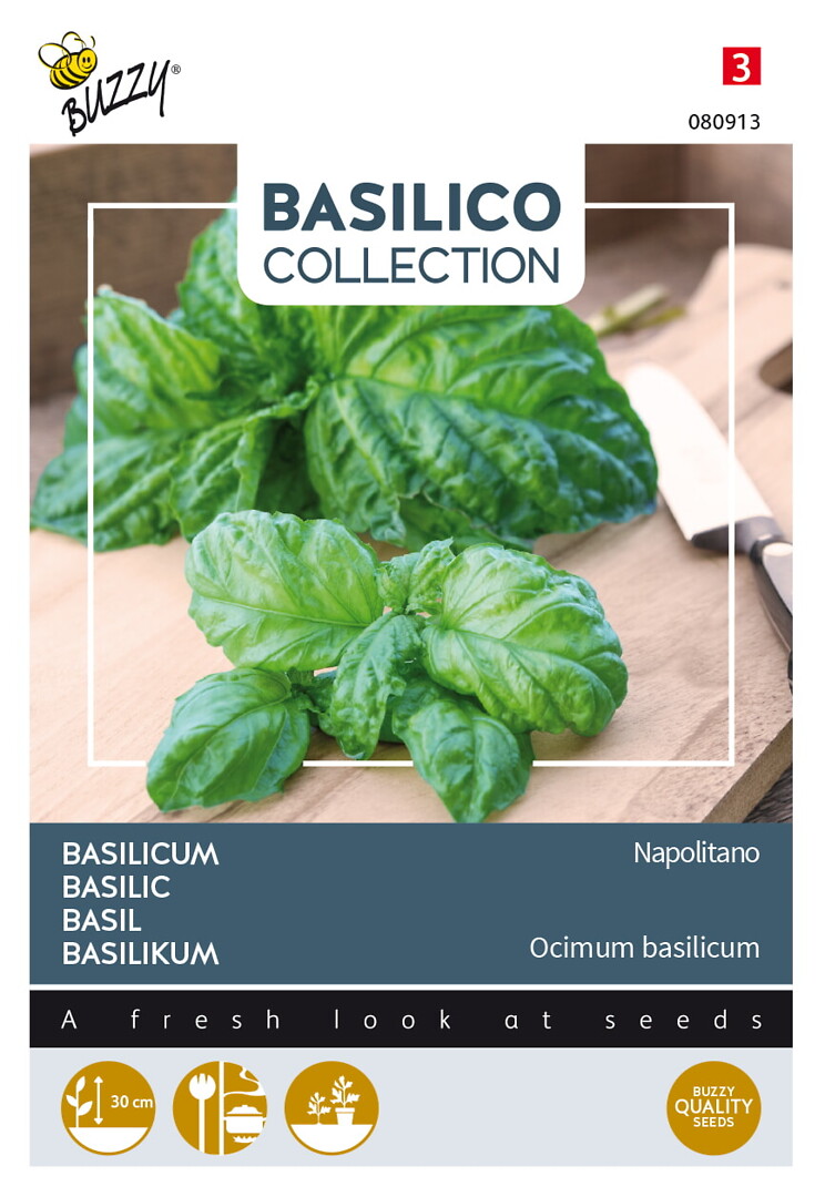 Basilico basilika Napolitano