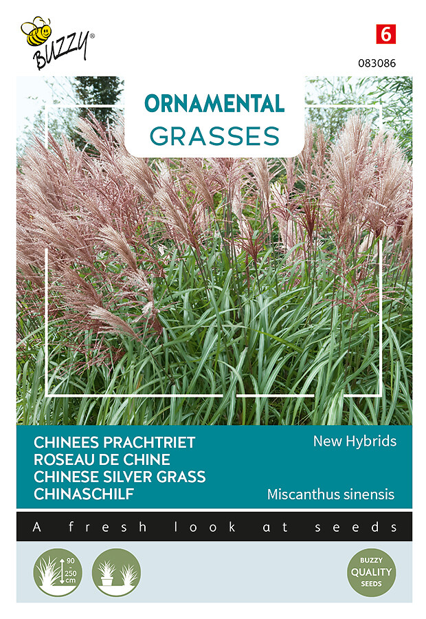 Ornamental Grasses elefanttiheinä 'New Hybrids'