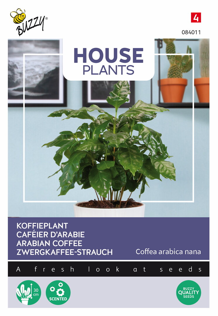 House Plants Coffea arabica, arabiankahvi