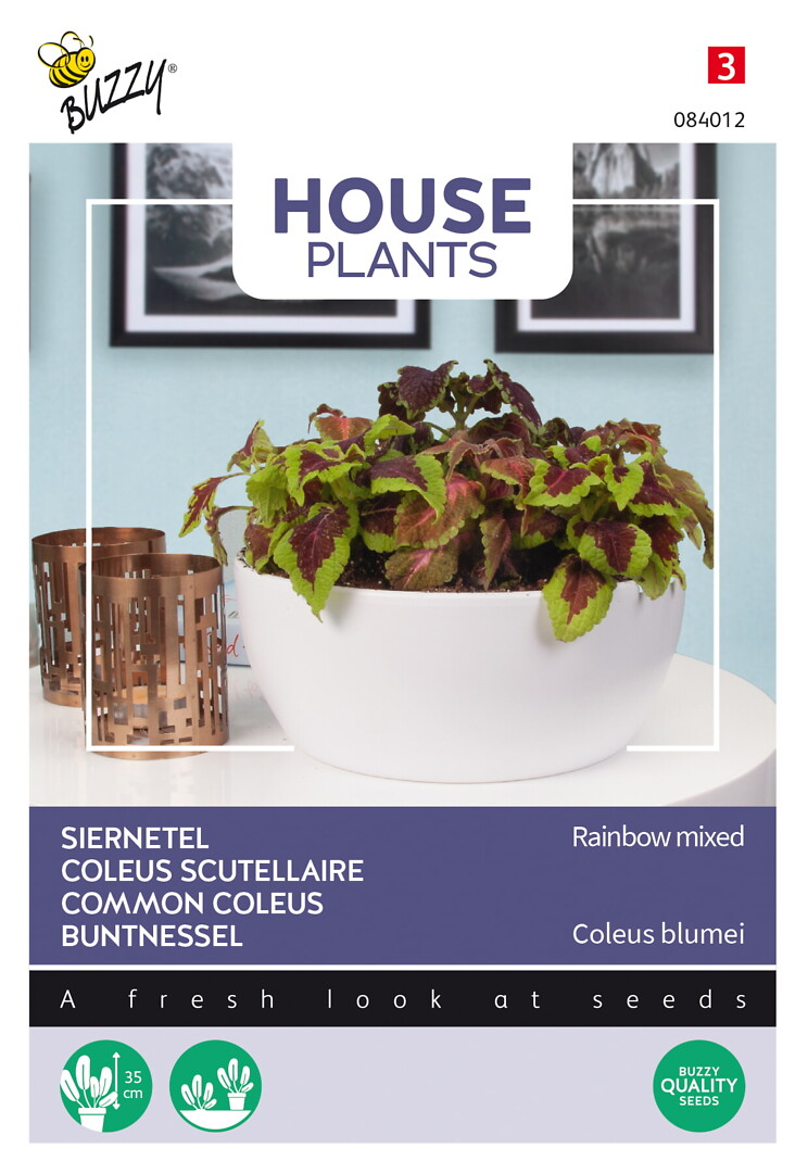 House Plants Coleus Rainbow mix, isokirjopeippi
