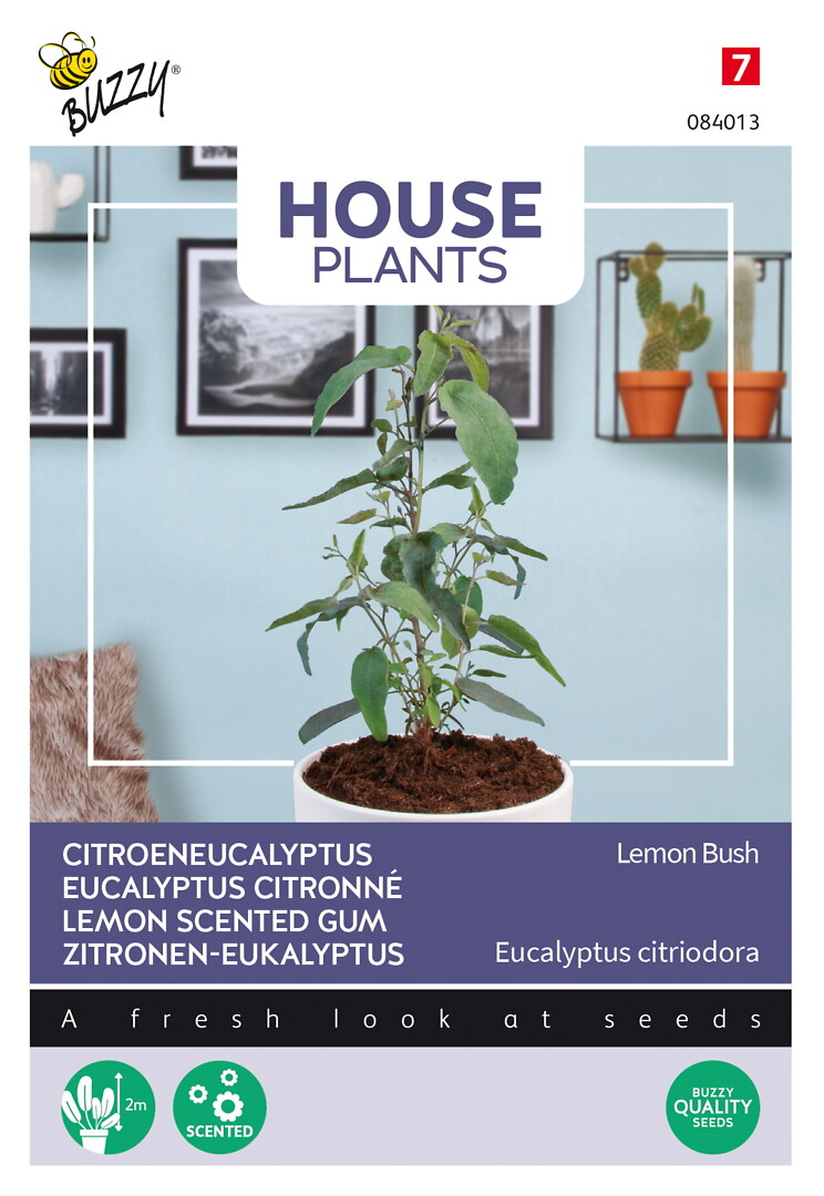 House Plants Eucalyptus citriodora, sitruunaeukalyptus