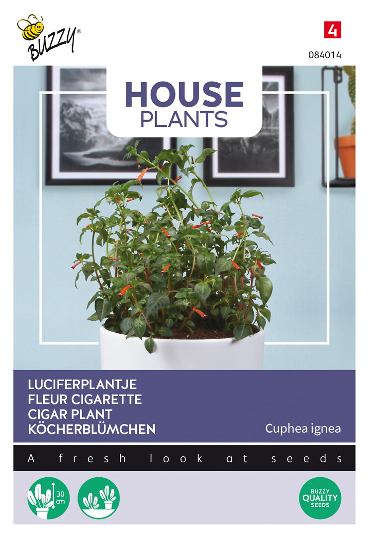 House Plants Cuphea ignea, punatulitorvi