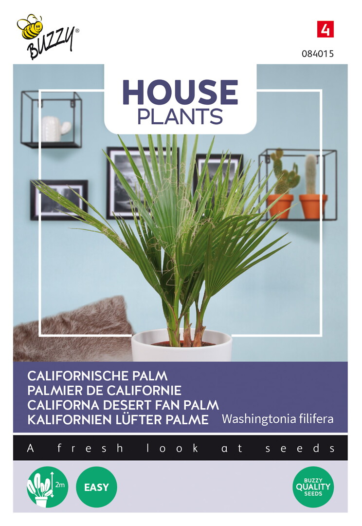 House Plants Washingtonia filifera, presidentinpalmu