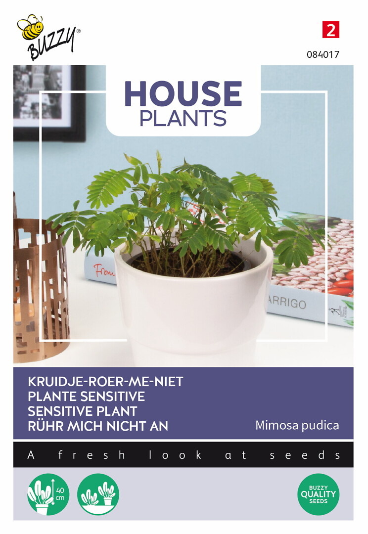 House Plants Mimosa pudica, tuntomimosa