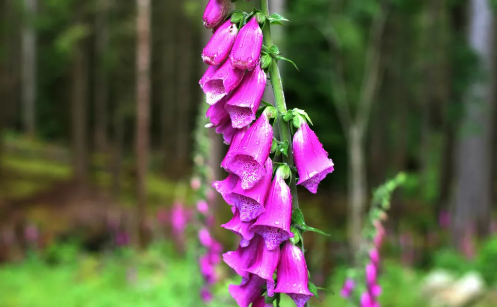 Rohtosormustinkukan kasvatus