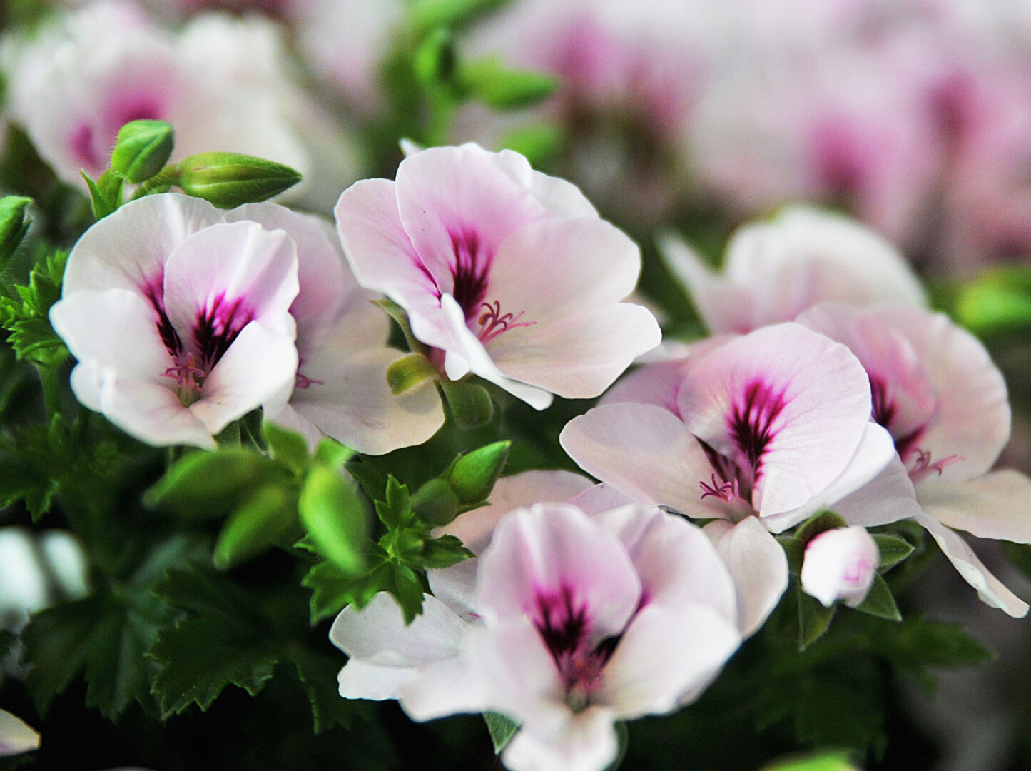 Pelargonium domesticum Angel Sophie