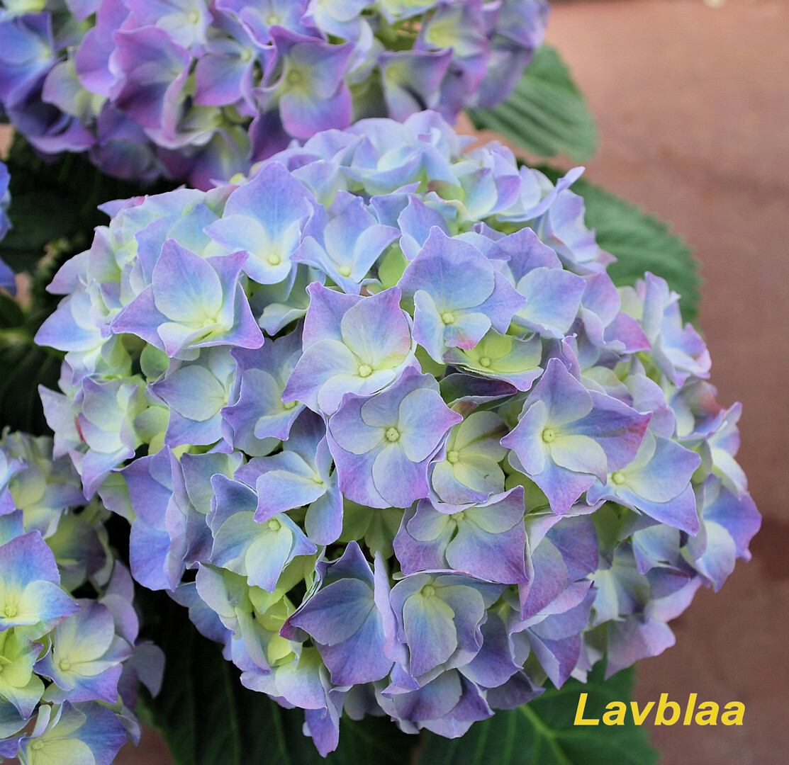 Hydrangea macrophylla Lavblaa Blue