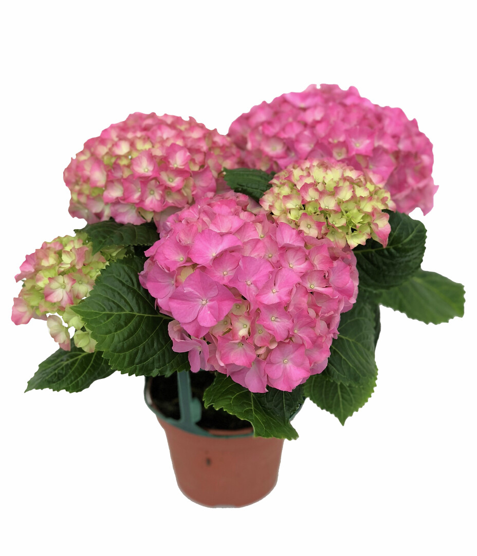 Hydrangea macrophylla Lavblaa Pink
