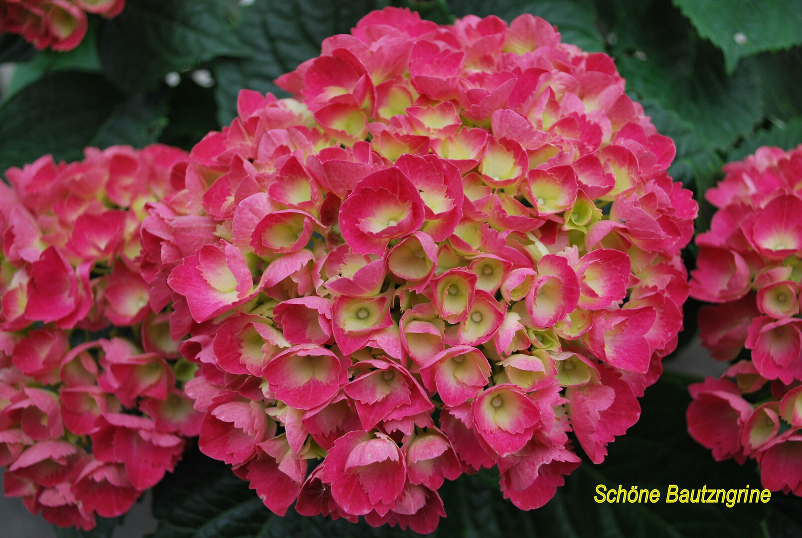 Hydrangea macrophylla Schone Bautznerine