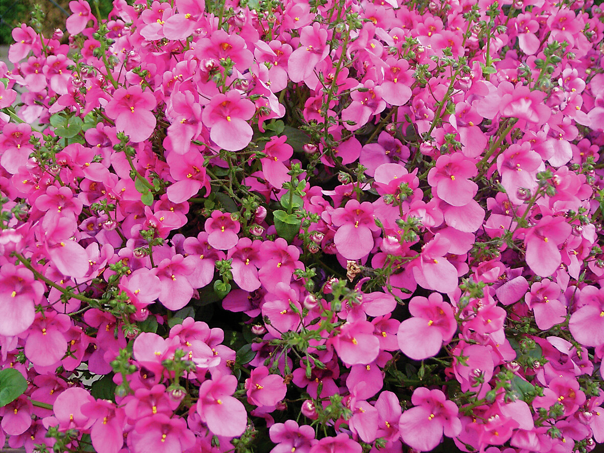 Diascia Barberae Elfjes® Pink
