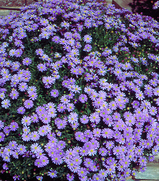 Brachyscome x Multifida  Delight Dark Mauve