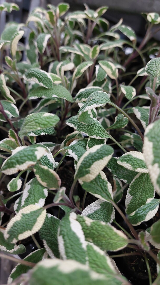 Salvia officinalis Hexenmantel