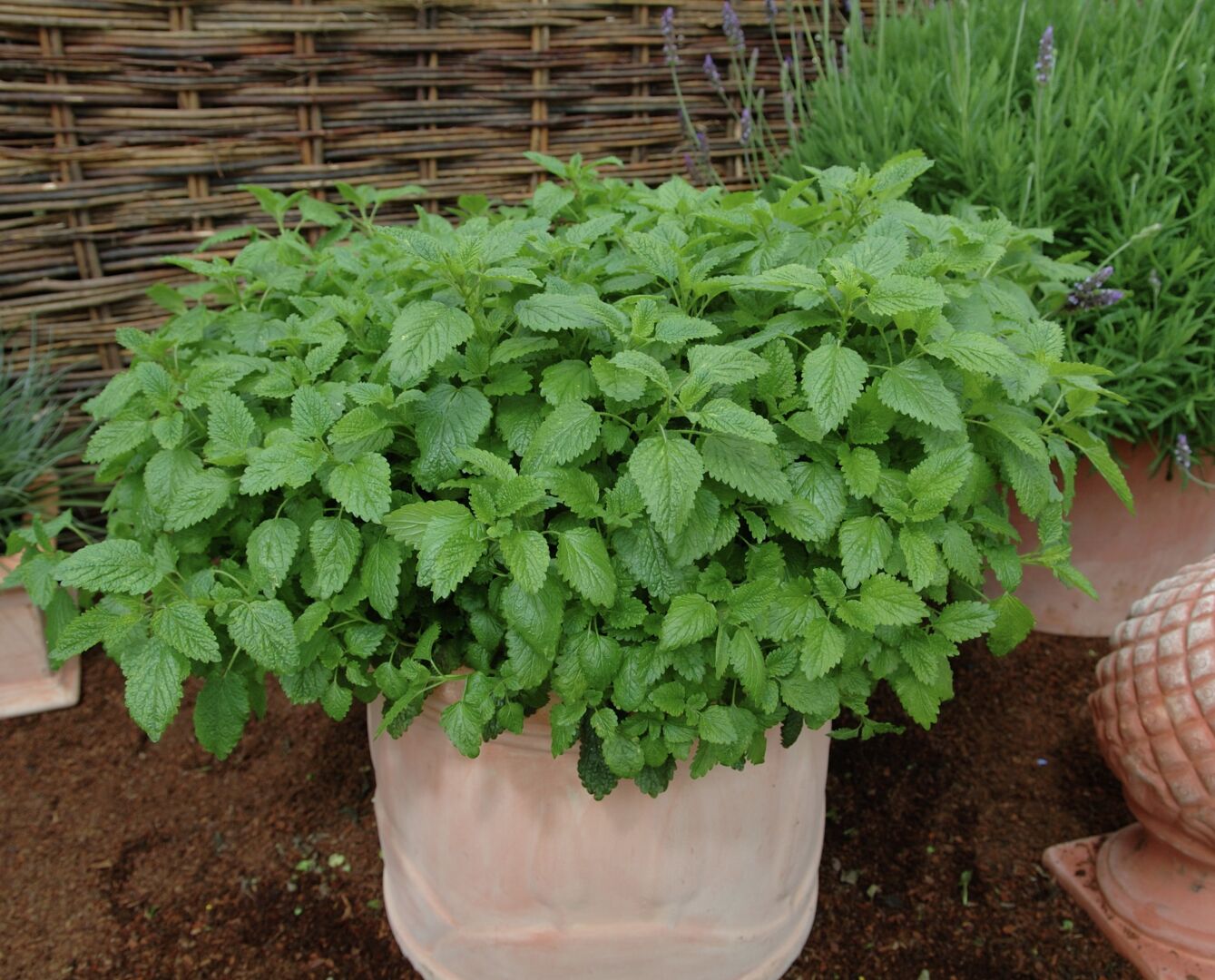 Melissa officinalis Fit