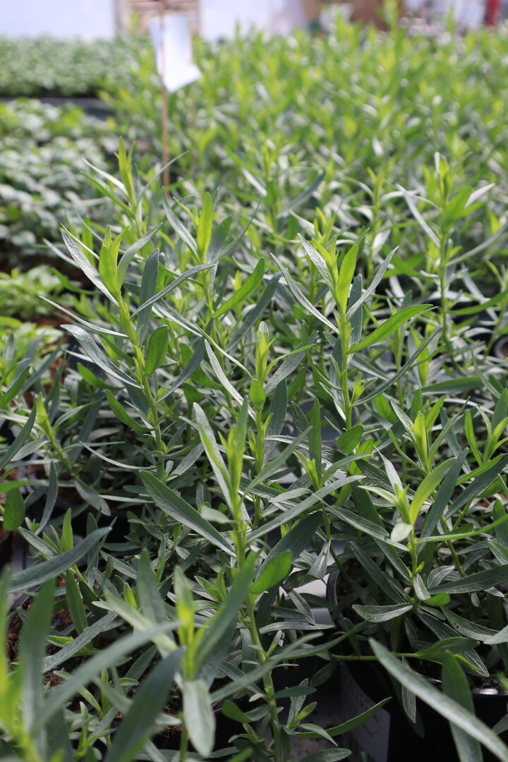 Artemisia dracunculus Pfefferkorn