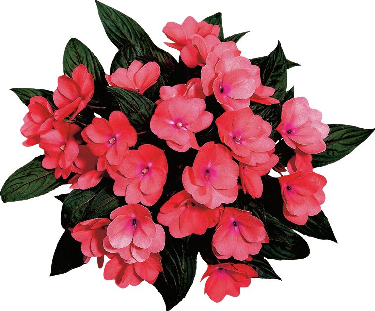 Impatiens hawkeri Paradise Grenada