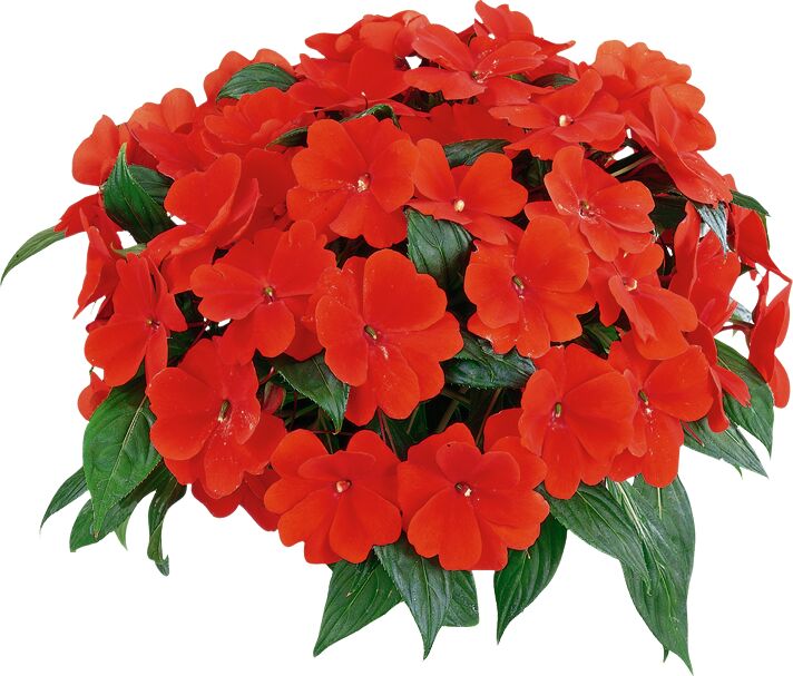 Impatiens hawkeri Paradise Timor