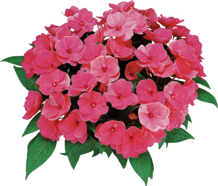 Impatiens hawkeri Paradise Delias