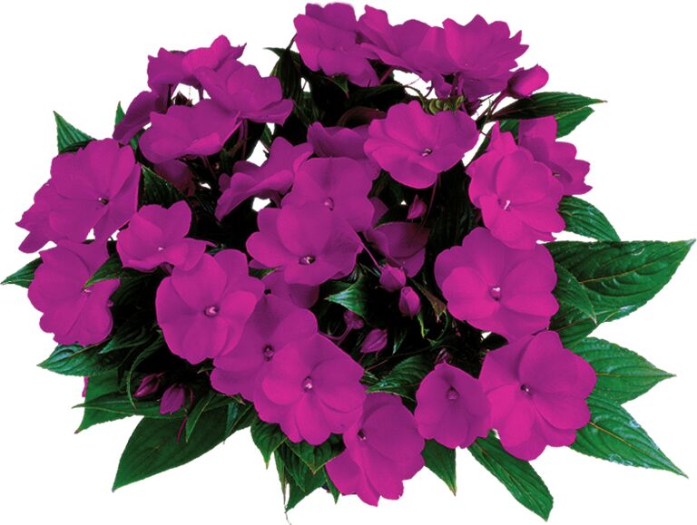Impatiens hawkeri Paradise Logia