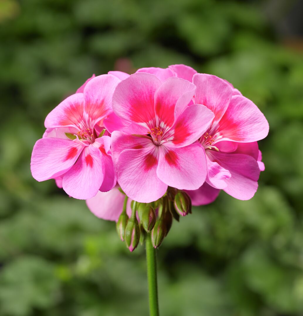 Pelargonium zonale Classic Calypso