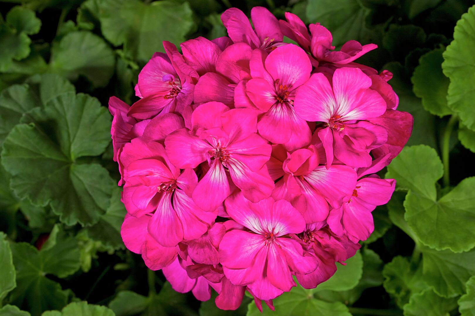 Pelargonium zonale Compact Line Deep Lavender