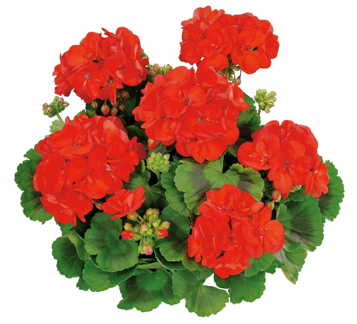 Pelargonium zonale Classic Grand Prix
