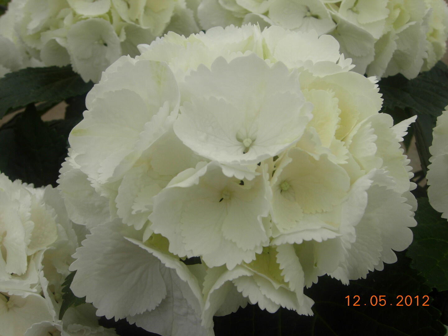 Hydrangea macrophylla Sneeuwbal
