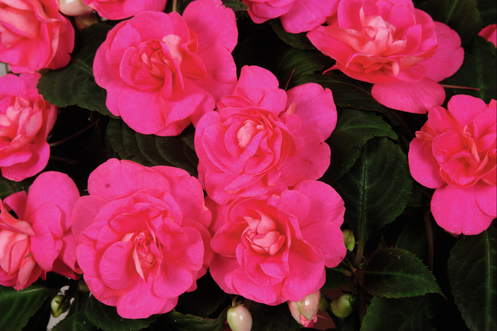 Impatiens walleriana Silhouette Rose