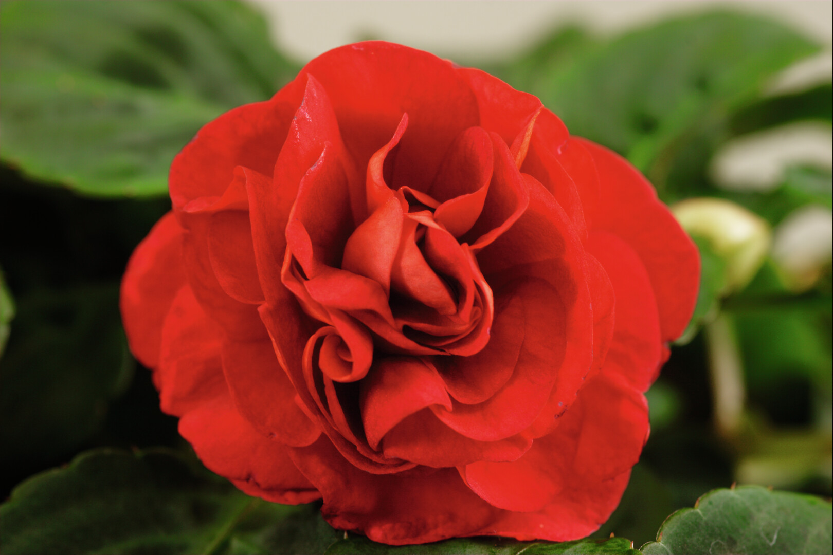 Impatiens walleriana Silhouette Red