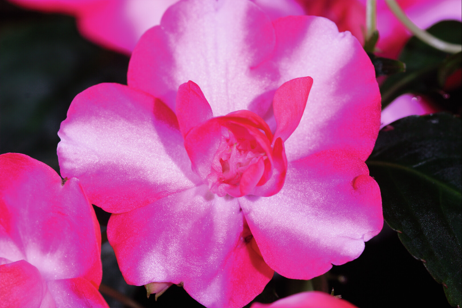 Impatiens walleriana Silhouette Red Star