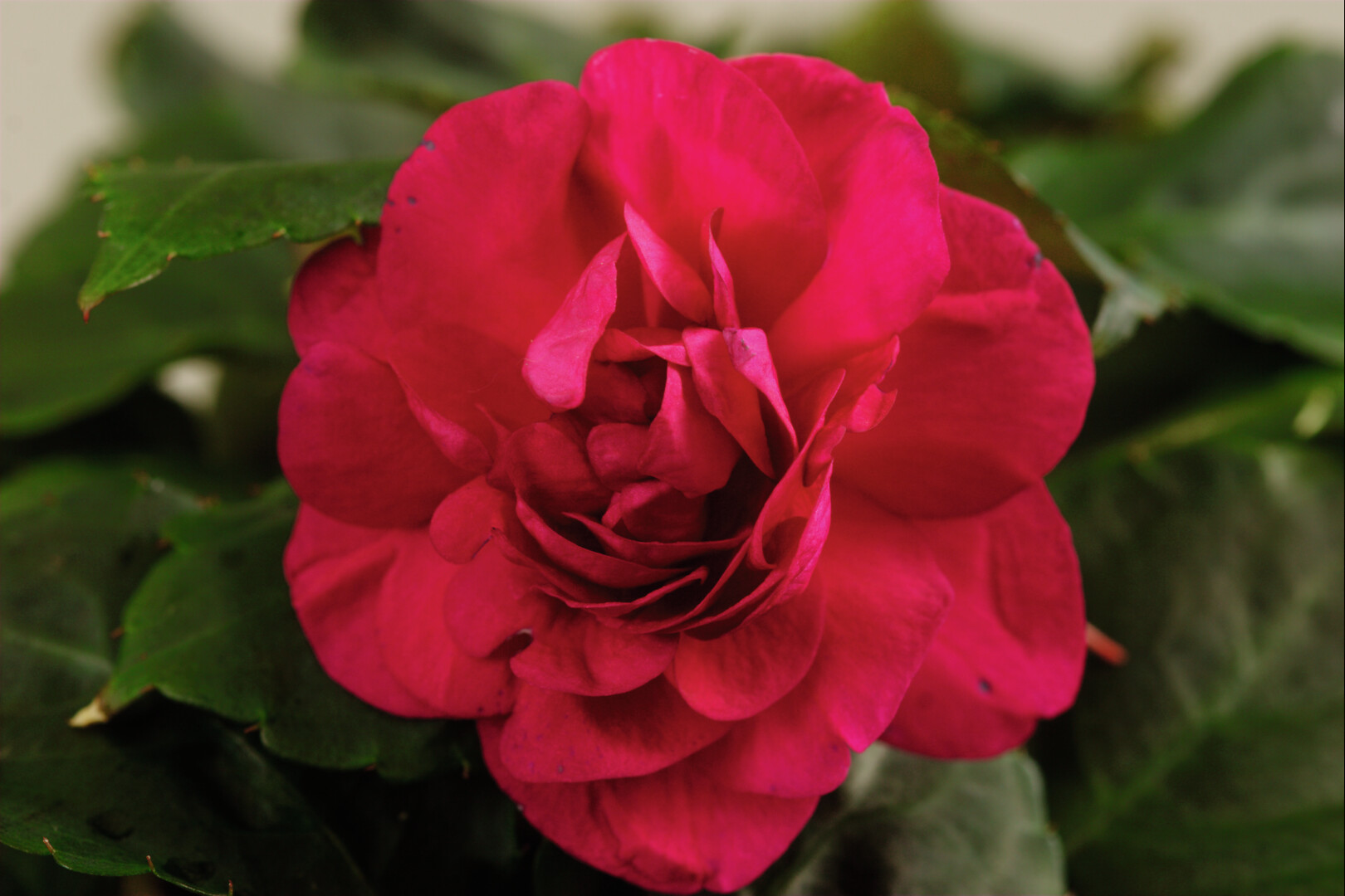 Impatiens walleriana Silhouette Purple